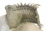 Impressive Crotalocephalina Trilobite Fossil With Zlichovaspis #316436-2